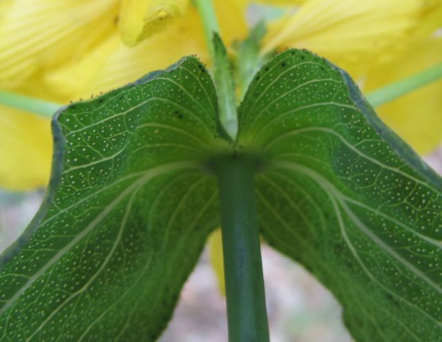 Hypericum perfoliatum